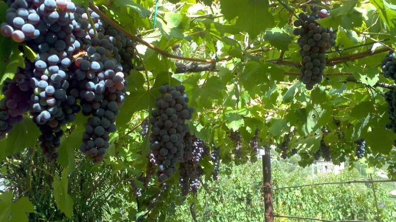 Grapes